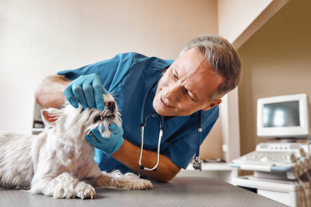 Best Broken or Cracked Tooth Emergency Dentist in Haskell, OK